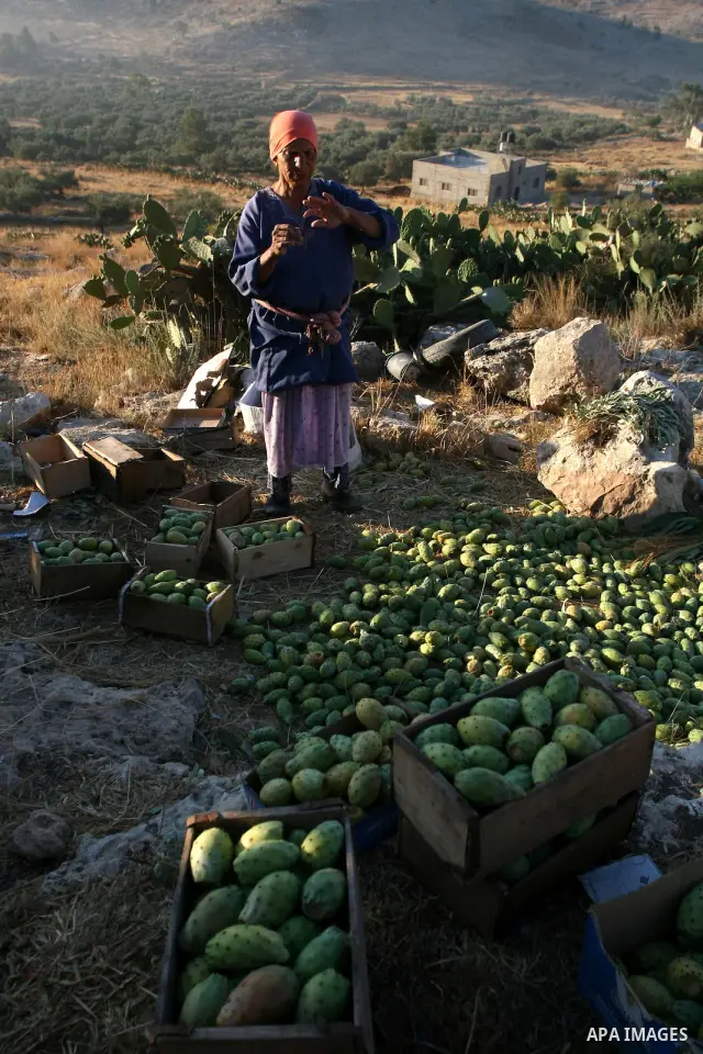 A Palestinian woman picks prickly pear fruit from a cactus plant in the West Bank village of Budrus on July 16, 2011. . Photo by Issam Rimawi