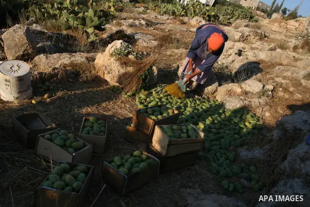 A Palestinian woman picks prickly pear fruit from a cactus plant in the West Bank village of Budrus on July 16, 2011. . Photo by Issam Rimawi