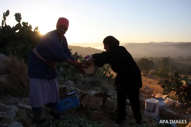 Palestinian women pick prickly pear fruit from a cactus plant in the West Bank village of Budrus on July 16, 2011. . Photo by Issam Rimawi