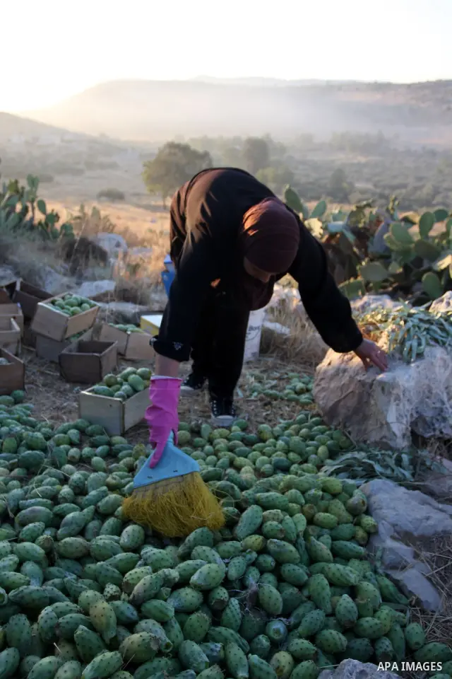 A Palestinian woman picks prickly pear fruit from a cactus plant in the West Bank village of Budrus on July 16, 2011. . Photo by Issam Rimawi