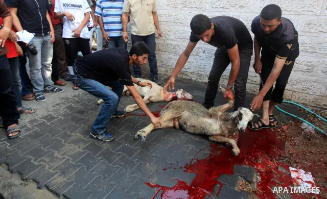 Palestinian butchers slaughter goats during celebrate after allowed Palestinian families from the Gaza Strip to visit their jailed relatives for the first time in five years, Israeli officials said, under a deal that end...