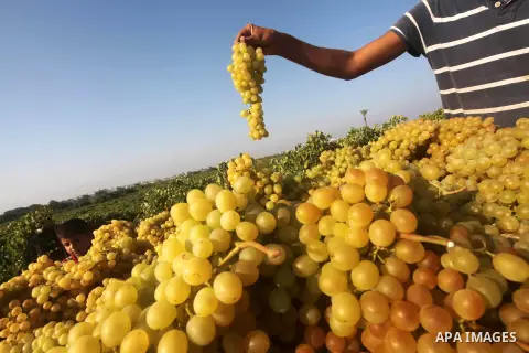 A Palestinian farmer harvests grapes at a field in Rafah, southern Gaza Strip, on Aug. 9, 2012. The Israeli blockade and military operations across has blocked Palestinian farmers from exporting their goods. Photo by Ash...