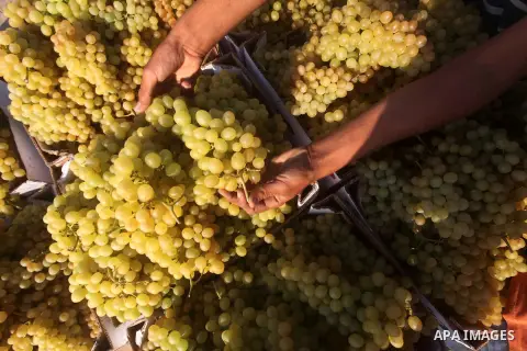 A Palestinian farmer harvests grapes at a field in Rafah, southern Gaza Strip, on Aug. 9, 2012. The Israeli blockade and military operations across has blocked Palestinian farmers from exporting their goods. Photo by Ash...