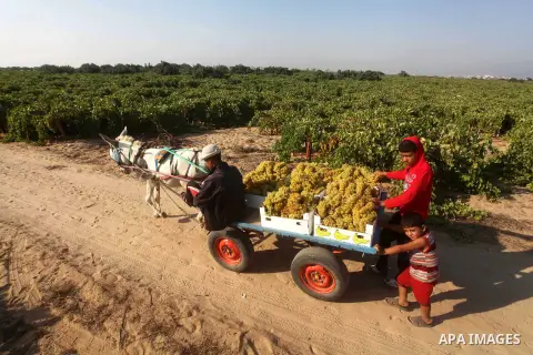 A Palestinian farmer harvests grapes at a field in Rafah, southern Gaza Strip, on Aug. 9, 2012. The Israeli blockade and military operations across has blocked Palestinian farmers from exporting their goods. Photo by Ash...