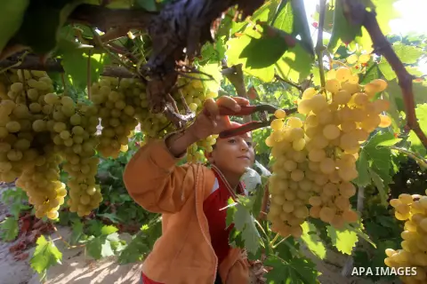 A Palestinian farmer harvests grapes at a field in Rafah, southern Gaza Strip, on Aug. 9, 2012. The Israeli blockade and military operations across has blocked Palestinian farmers from exporting their goods. Photo by Ash...