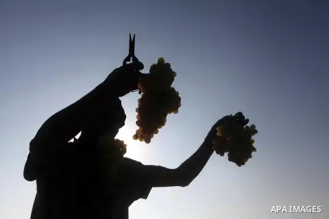 A Palestinian farmer harvests grapes at a field in Rafah, southern Gaza Strip, on Aug. 9, 2012. The Israeli blockade and military operations across has blocked Palestinian farmers from exporting their goods. Photo by Ash...