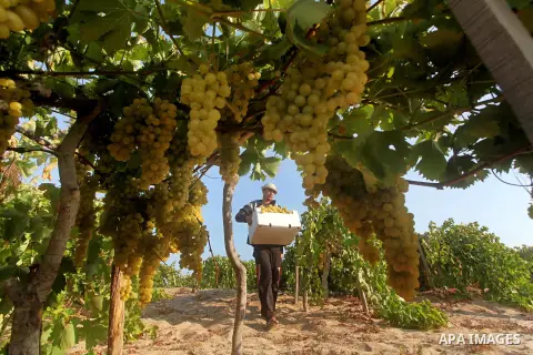 A Palestinian farmer harvests grapes at a field in Rafah, southern Gaza Strip, on Aug. 9, 2012. The Israeli blockade and military operations across has blocked Palestinian farmers from exporting their goods. Photo by Ash...