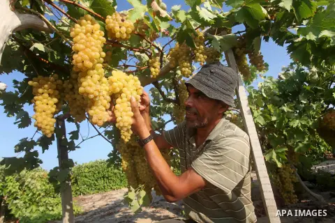 A Palestinian farmer harvests grapes at a field in Rafah, southern Gaza Strip, on Aug. 9, 2012. The Israeli blockade and military operations across has blocked Palestinian farmers from exporting their goods. Photo by Ash...