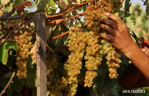 A Palestinian farmer harvests grapes at a field in Rafah, southern Gaza Strip, on Aug. 9, 2012. The Israeli blockade and military operations across has blocked Palestinian farmers from exporting their goods. Photo by Ash...