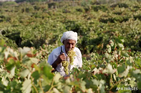 A Palestinian farmer harvests grapes at a field in Rafah, southern Gaza Strip, on Aug. 9, 2012. The Israeli blockade and military operations across has blocked Palestinian farmers from exporting their goods. Photo by Ash...