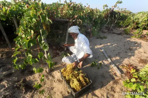 A Palestinian farmer harvests grapes at a field in Rafah, southern Gaza Strip, on Aug. 9, 2012. The Israeli blockade and military operations across has blocked Palestinian farmers from exporting their goods. Photo by Ash...