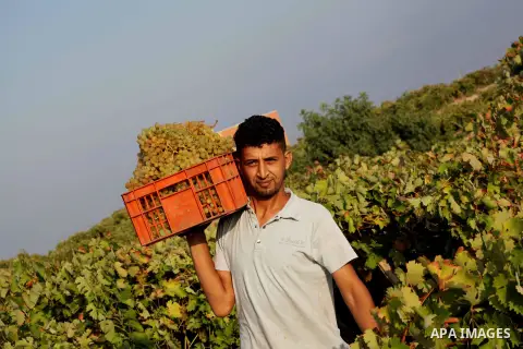 A Palestinian farmer harvests grapes at a field in Rafah, southern Gaza Strip, on Aug. 9, 2012. The Israeli blockade and military operations across has blocked Palestinian farmers from exporting their goods. Photo by Ash...