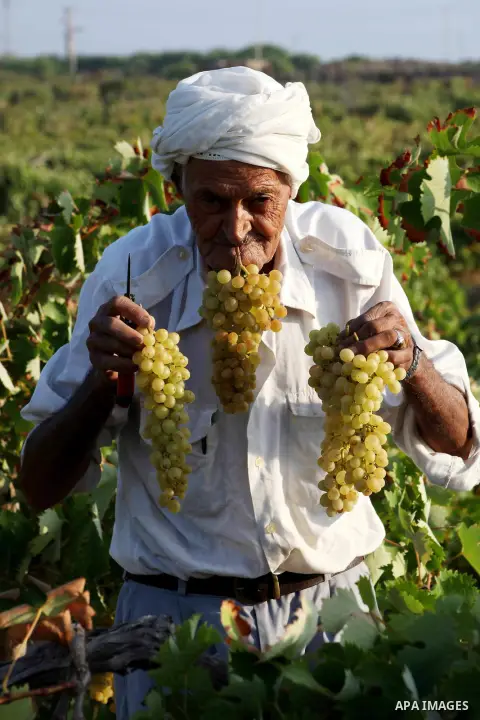 A Palestinian farmer harvests grapes at a field in Rafah, southern Gaza Strip, on Aug. 9, 2012. The Israeli blockade and military operations across has blocked Palestinian farmers from exporting their goods. Photo by Ash...