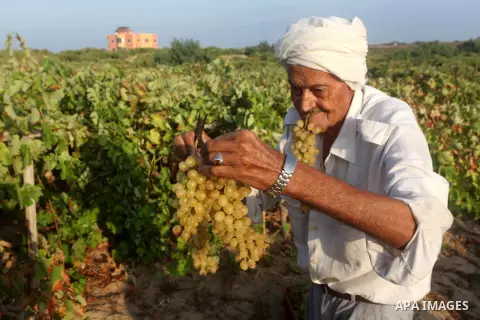 A Palestinian farmer harvests grapes at a field in Rafah, southern Gaza Strip, on Aug. 9, 2012. The Israeli blockade and military operations across has blocked Palestinian farmers from exporting their goods. Photo by Ash...