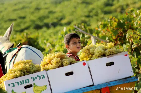 A Palestinian farmer harvests grapes at a field in Rafah, southern Gaza Strip, on Aug. 9, 2012. The Israeli blockade and military operations across has blocked Palestinian farmers from exporting their goods. Photo by Ash...