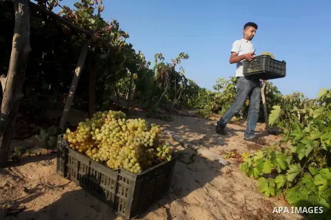 A Palestinian farmer harvests grapes at a field in Rafah, southern Gaza Strip, on Aug. 9, 2012. The Israeli blockade and military operations across has blocked Palestinian farmers from exporting their goods. Photo by Ash...