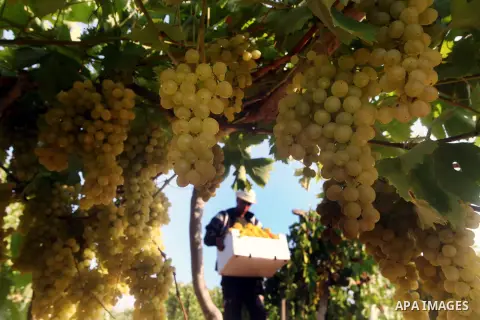 A Palestinian farmer harvests grapes at a field in Rafah, southern Gaza Strip, on Aug. 9, 2012. The Israeli blockade and military operations across has blocked Palestinian farmers from exporting their goods. Photo by Ash...