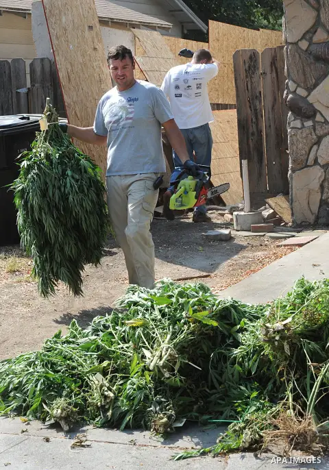 Aug. 14, 2012 - Modesto, California, U.S. - Sgt. RICK APPLEGATE with the narcotics enforcement team puts marijuana plants on a pile after cutting them down in the backyard of a Modesto house. Two men were arrested and ch...