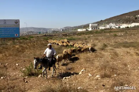 A Palestinian bedouin man graze their sheeps near the Hawara checkpoint near the West Bank city of Nablus, on Sep. 03, 2012. Photo by Nedal Eshtayah