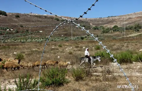A Palestinian bedouin man graze their sheeps near the Hawara checkpoint near the West Bank city of Nablus, on Sep. 03, 2012. Photo by Nedal Eshtayah