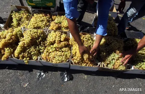 A Palestinian vendor displays grapes at a market in Gaza city, Sept. 23, 2012. The ministry of agriculture in Gaza government decided stop import fruits from Israel except apples and bananas to support the local fruits p...