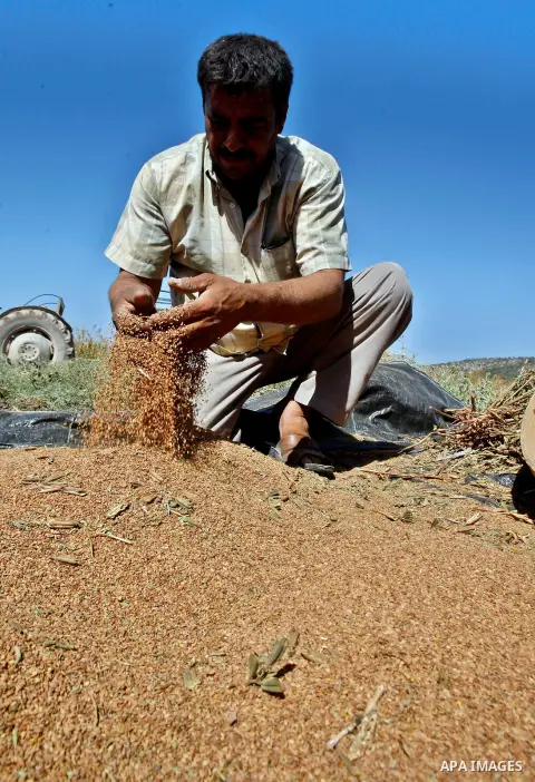 A Palestinian farmer sorts freshly harvested sesame seeds at his field in the West Bank village of Misilya near Jenin September 28, 2012. Photo by Nedal Eshtayah