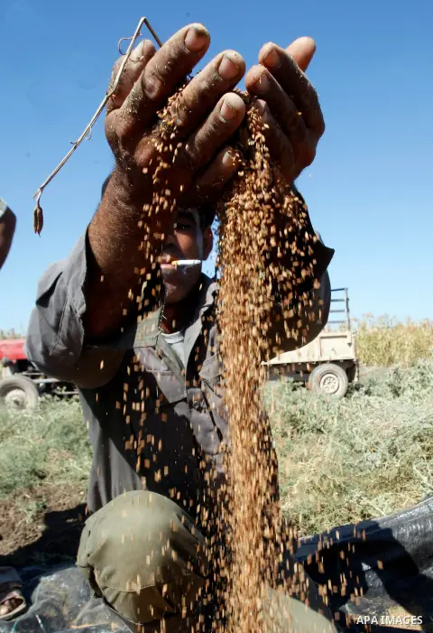 Palestinian farmer Abdullah Abu Zaid sorts freshly harvested sesame seeds at his field in the West Bank village of Misilya near Jenin September 28, 2012. Photo by Nedal Eshtayah