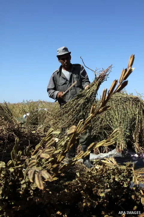 Palestinian farmer Abdullah Abu Zaid threshes freshly harvested sesame seeds at his field in the West Bank village of Misilya near Jenin September 28, 2012. Photo by Nedal Eshtayah
