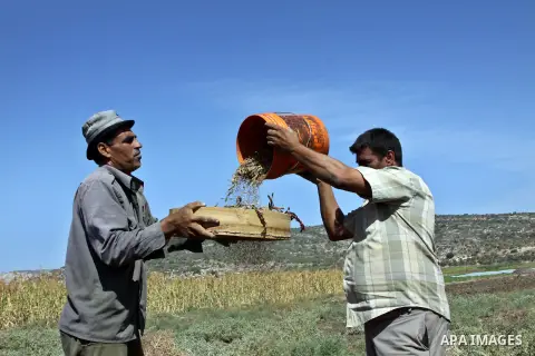 Palestinian farmers sort freshly harvested sesame seeds at a field in the West Bank village of Misilya near Jenin September 28, 2012. Photo by Nedal Eshtayah