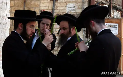 Ultra-Orthodox Jews men closely inspects the Hadas or Myrtle, one of four plants species used during the celebration of Sukkot, the Feast of the Tabernacles, in the ultra-Orthodox neighbourhood of Meah Shearim, in Jerusa...