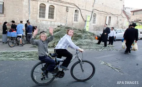Jews inspect palm fronds during the preparation for the celebration of Sukkot, the Feast of the Tabernacles, in the ultra-Orthodox neighbourhood of Meah Shearim, in Jerusalem on September 28, 2012. The Sukkot feast begin...