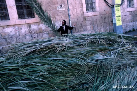 An Ultra-Orthodox Jewish man carry palm fronds during the preparation for the celebration of Sukkot, the Feast of the Tabernacles, in the ultra-Orthodox neighbourhood of Meah Shearim, in Jerusalem on September 28, 2012....
