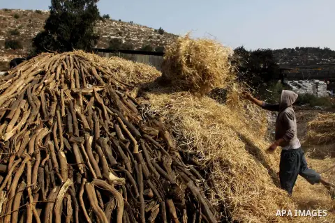 Palestinian workers collect a coal at a work field in the village in the city of Jenin on Sep. 30, 2012. Photo by Nedal Eshtayah