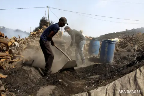 Palestinian workers collect a coal at a work field in the village in the city of Jenin on Sep. 30, 2012. Photo by Nedal Eshtayah