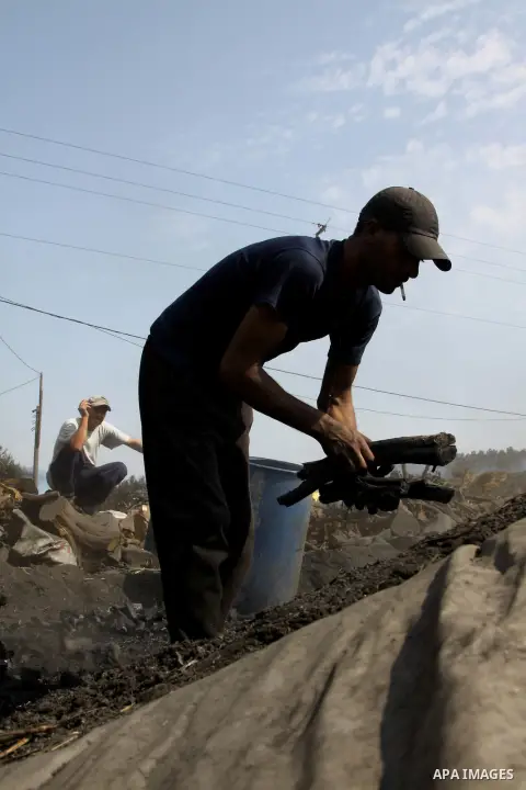 Palestinian workers collect a coal at a work field in the village in the city of Jenin on Sep. 30, 2012. Photo by Nedal Eshtayah