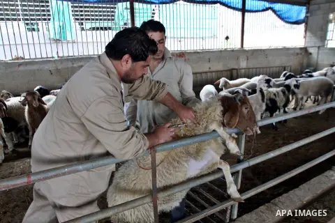 Palestinian veterinarians vaccinate livestock against common diseases, in the West Bank city of Nablus, Oct. 04, 2012. Photo by Nedal Eshtayah