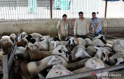 Palestinian veterinarians vaccinate livestock against common diseases, in the West Bank city of Nablus, Oct. 04, 2012. Photo by Nedal Eshtayah
