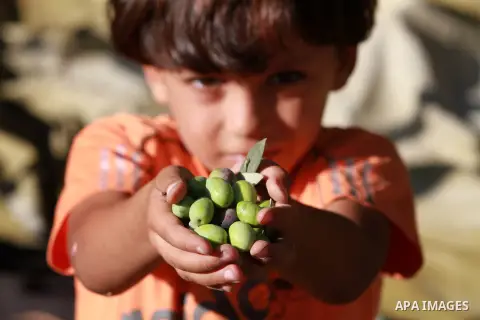 Palestinian child as he harvests olives in Gaza City on Oct 06, 2012. A staple for many local farmers, preparing them for ready to eat consumption and to make olive oil. Both family farms and factories, employing local w...