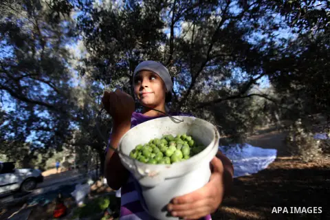 Palestinian child as he harvests olives in Gaza City on Oct 06, 2012. A staple for many local farmers, preparing them for ready to eat consumption and to make olive oil. Both family farms and factories, employing local w...