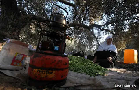 Palestinian woman as he harvests olives in Gaza City on Oct 06, 2012. A staple for many local farmers, preparing them for ready to eat consumption and to make olive oil. Both family farms and factories, employing local w...