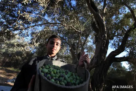 Palestinian child as he harvests olives in Gaza City on Oct 06, 2012. A staple for many local farmers, preparing them for ready to eat consumption and to make olive oil. Both family farms and factories, employing local w...