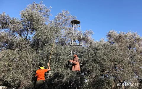 Palestinian farmer as he harvests olives in Gaza City on Oct 06, 2012. A staple for many local farmers, preparing them for ready to eat consumption and to make olive oil. Both family farms and factories, employing local...