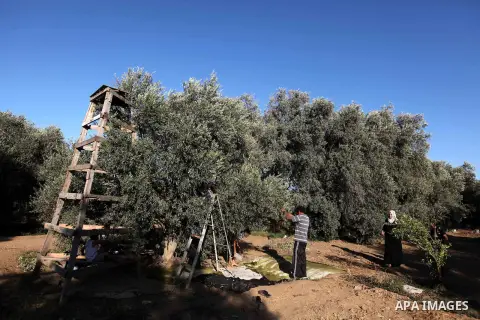 Palestinian farmer as he harvests olives in Gaza City on Oct 06, 2012. A staple for many local farmers, preparing them for ready to eat consumption and to make olive oil. Both family farms and factories, employing local...