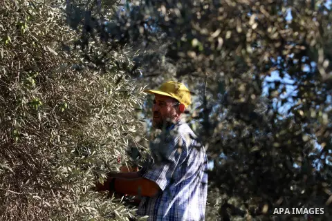 Palestinian farmer as he harvests olives in Gaza City on Oct 06, 2012. A staple for many local farmers, preparing them for ready to eat consumption and to make olive oil. Both family farms and factories, employing local...