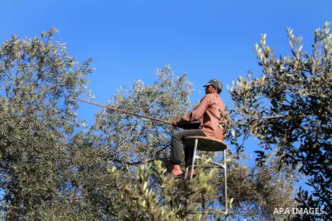 Palestinian farmer as he harvests olives in Gaza City on Oct 06, 2012. A staple for many local farmers, preparing them for ready to eat consumption and to make olive oil. Both family farms and factories, employing local...