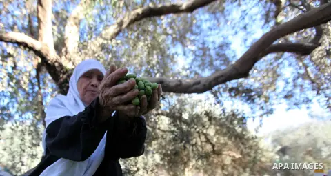 Palestinian woman as he harvests olives in Gaza City on Oct 06, 2012. A staple for many local farmers, preparing them for ready to eat consumption and to make olive oil. Both family farms and factories, employing local w...