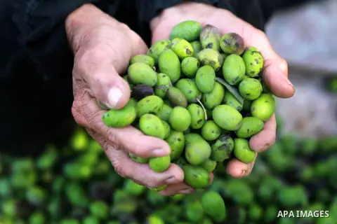 Palestinian woman as he harvests olives in Gaza City on Oct 06, 2012. A staple for many local farmers, preparing them for ready to eat consumption and to make olive oil. Both family farms and factories, employing local w...