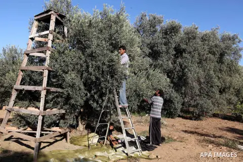 Palestinian farmer as he harvests olives in Gaza City on Oct 06, 2012. A staple for many local farmers, preparing them for ready to eat consumption and to make olive oil. Both family farms and factories, employing local...