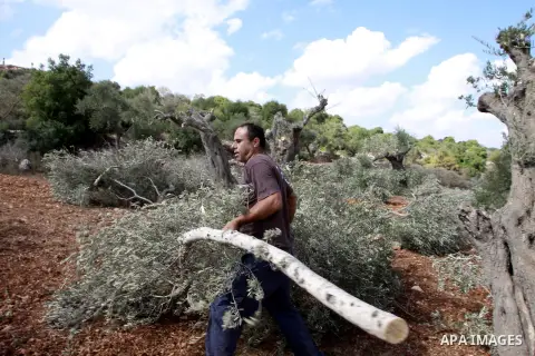 A Palestinian farmer from the village of Qaryut inspects the remains of his olive trees on October 9, 2012, after after they were uprooted overnight, near the northern West Bank city of Nablus, in an attack blamed on Jew...