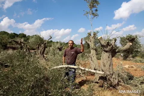A Palestinian farmer from the village of Qaryut inspects the remains of his olive trees on October 9, 2012, after after they were uprooted overnight, near the northern West Bank city of Nablus, in an attack blamed on Jew...